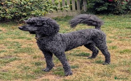 Poodle dogs for sale: Moyen Poodles - Image 2