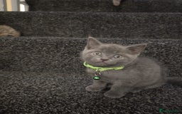 British Shorthair cats for sale: Adorable British kittens. Ready for new home. - Image 2