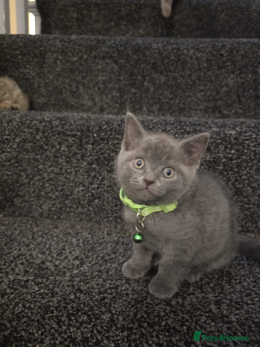 British Shorthair cats for sale: Adorable British kittens. Ready for new home. - Image 2
