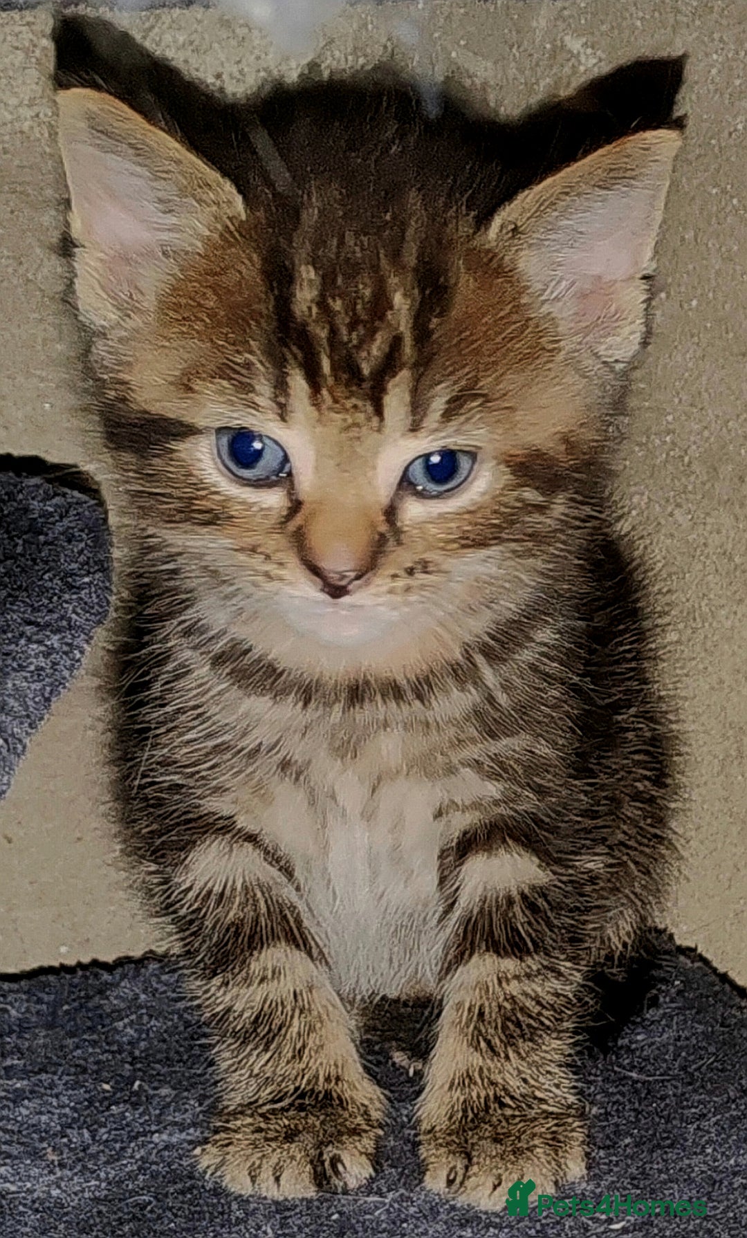 Mixed Breed cats for sale: Beautiful kittens looking for forever homes!! - Image 3