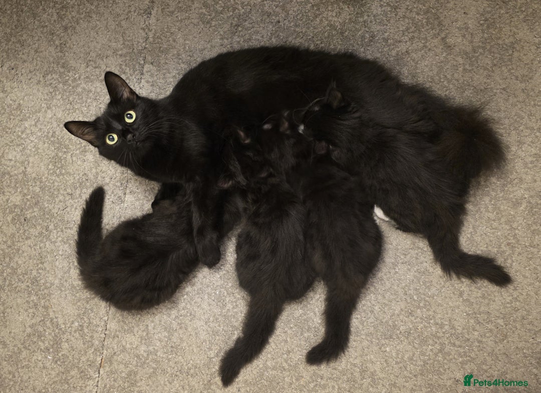 Turkish Angora cats for sale: Playful, Socialised Kittens Seeking Loving Home - Advert 22