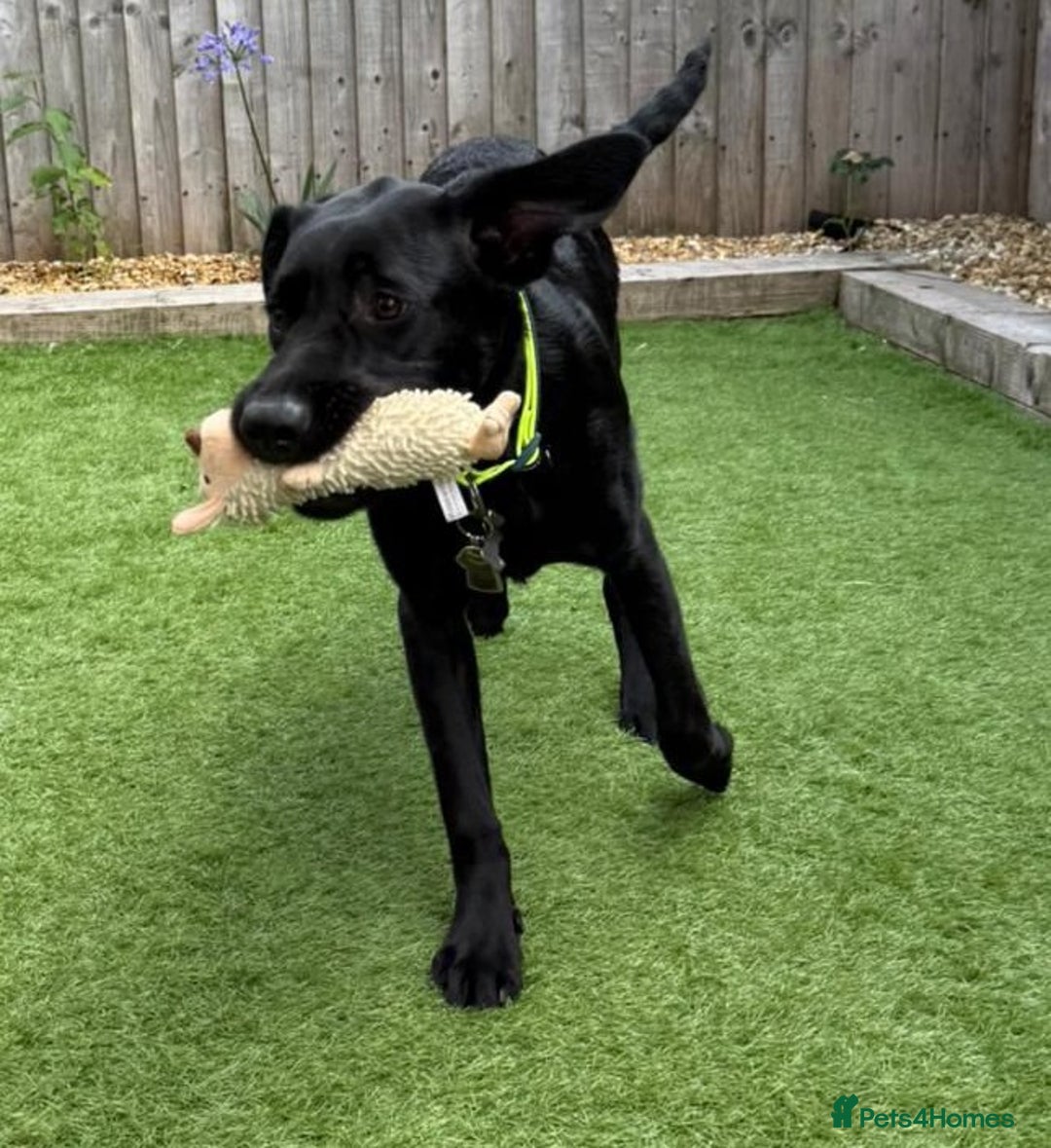 Labrador Retriever dogs for adoption: BEN IS A HANDSOME 7MTH OLD LABRADOR - Image 6