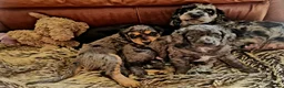 Cockapoo dogs for sale: ALAYKA our lovely Merle cockapoo has given birth. - Advert 14