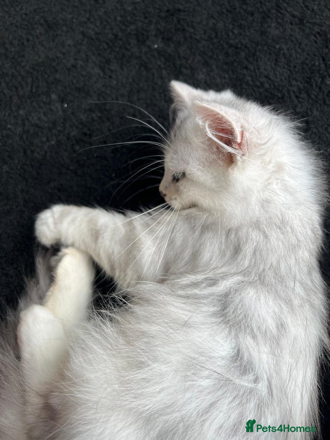 Siberian cats for sale: Adorable Siberian Kitten - Image 9