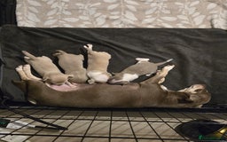 Chihuahua dogs for sale: Gorgeous Chihuahua Puppies Looking 4 Forever Homes - Image 1