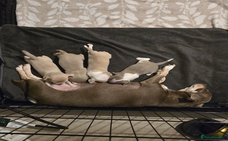 Chihuahua dogs - Advert 1