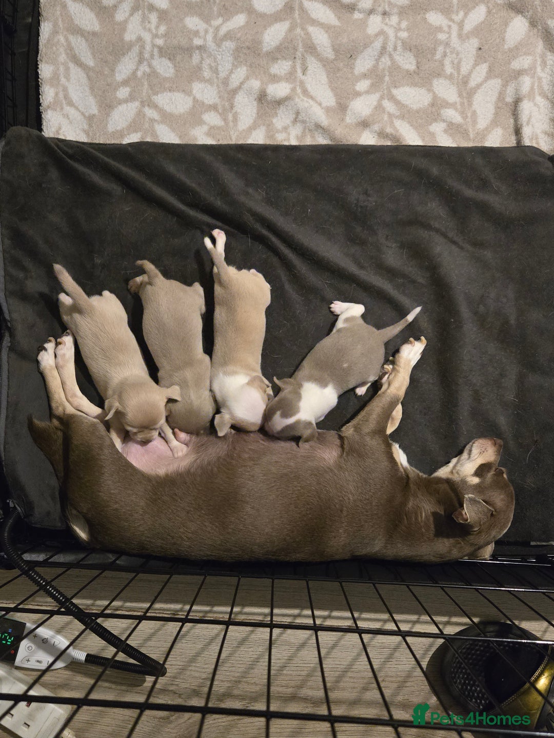 Chihuahua dogs for sale: Gorgeous Chihuahua Puppies Looking 4 Forever Homes - Image 1
