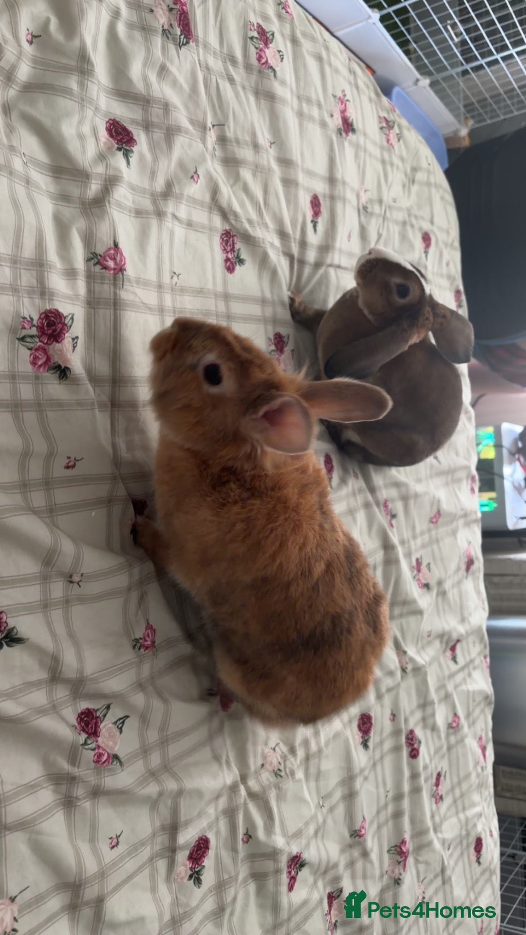 Mixed Breed rabbits Daisy and Ollie - Advert 2