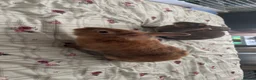 Mixed Breed rabbits for sale: Daisy and Ollie in Bradford - Advert 2
