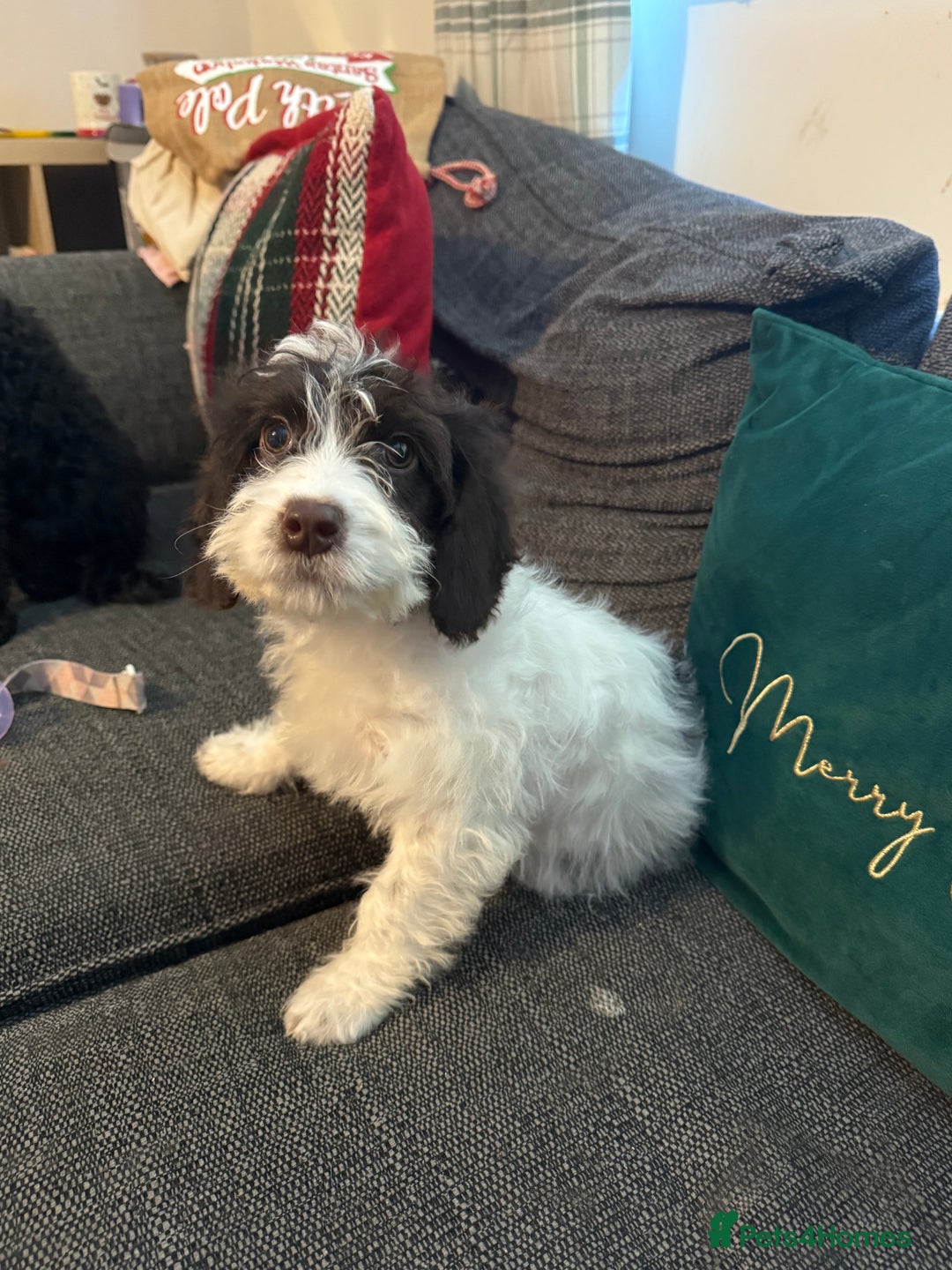 Cockapoo dogs for sale: 15 week old cockerpoo female  - Advert 7