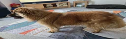Mixed Breed dogs for adoption: ALFIE, 4 yrs, 16kg, sociable, loves people & dogs in Newark - Advert 6