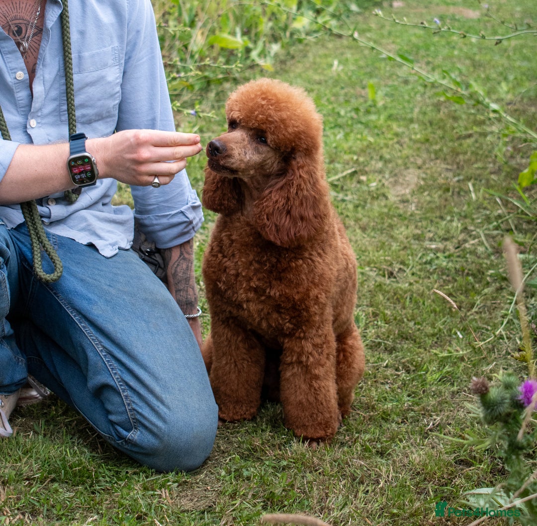 Goldendoodle dogs for sale: F1b Miniature Goldendoodle Waiting List - Advert 12