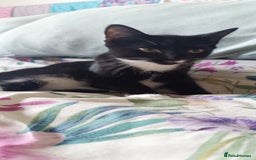Mixed Breed cats for sale: Tux male kitten  - Image 1