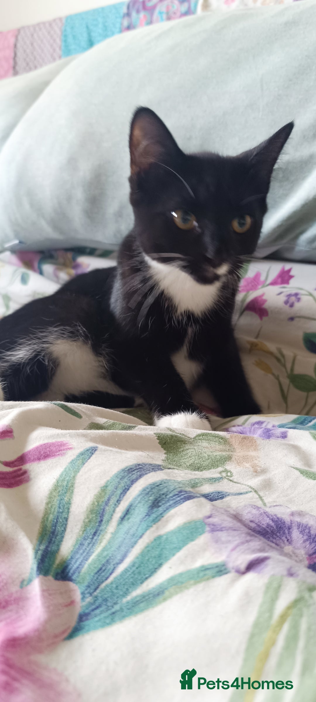 Mixed Breed cats for sale: Tux male kitten  - Image 1