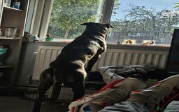 Mixed Breed dogs for sale: Clyde - Image 1