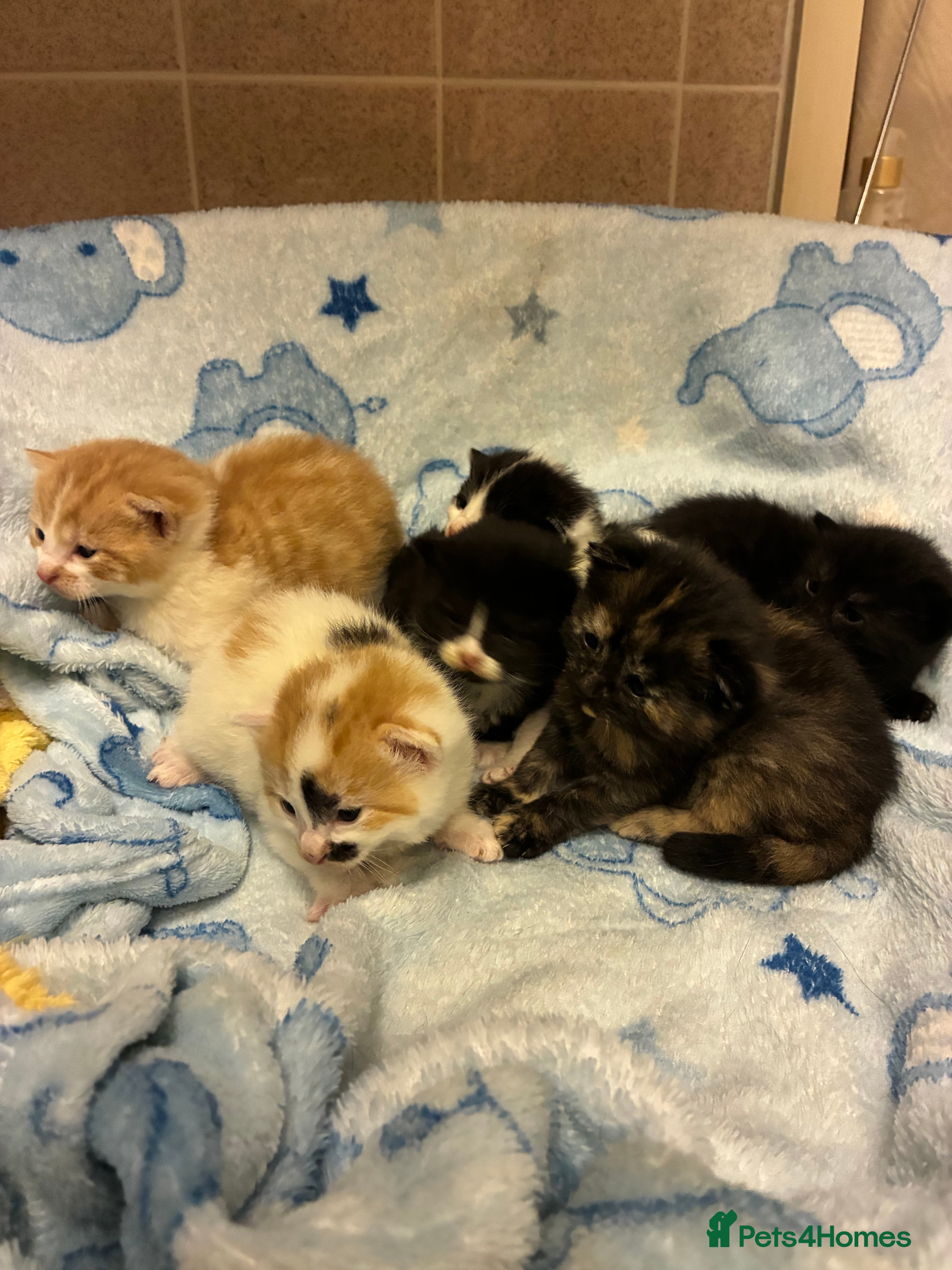 Mixed Breed cats 6 gorgeous kittens for sale  - Advert 2