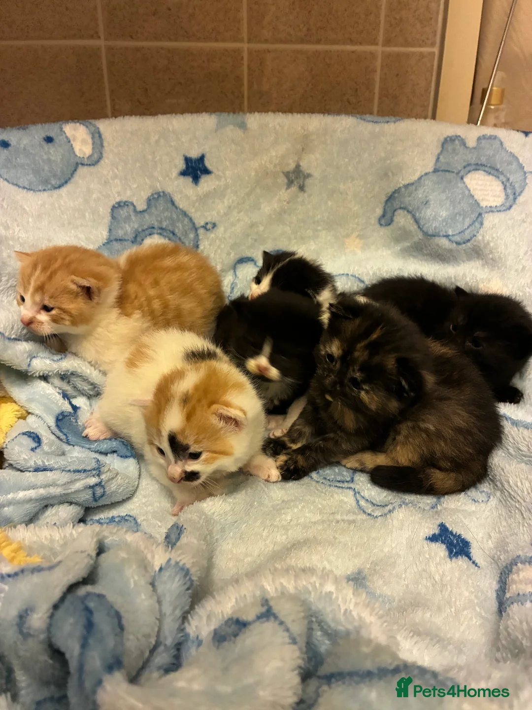 Mixed Breed cats for sale: 6 gorgeous kittens for sale  - Advert 1