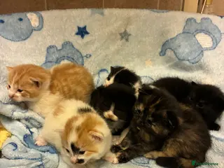 Mixed Breed cats 6 gorgeous kittens for sale - Advert 2