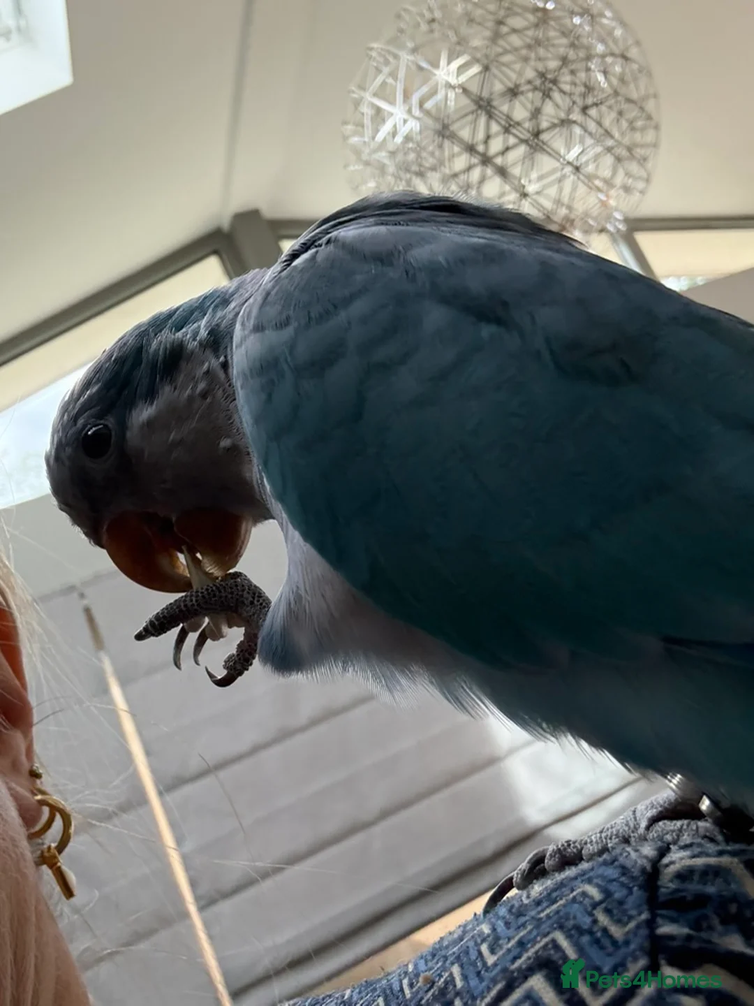 Parakeets birds for sale: Tame and speaking Monk Parakeet (blue) in Surbiton - Advert 4