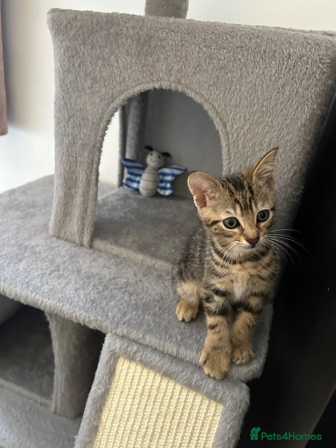Mixed Breed cats for sale: Adorable kittens in Enfield - Advert 2