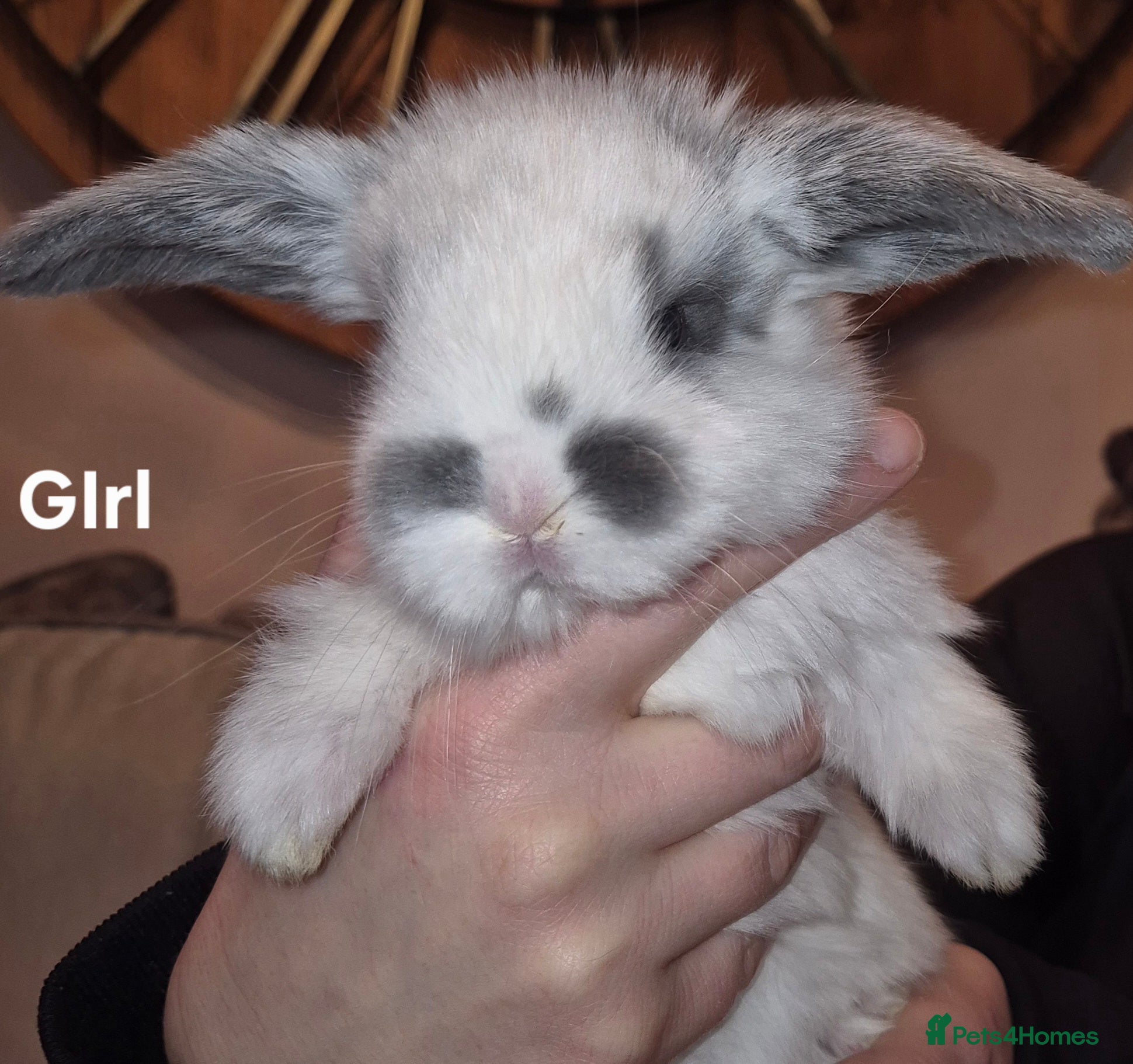 French Lop rabbits Beautiful French Lops - Advert 6