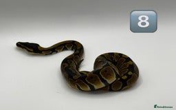 Python Snake reptiles for sale: Baby ball pythons for sale  - Image 6