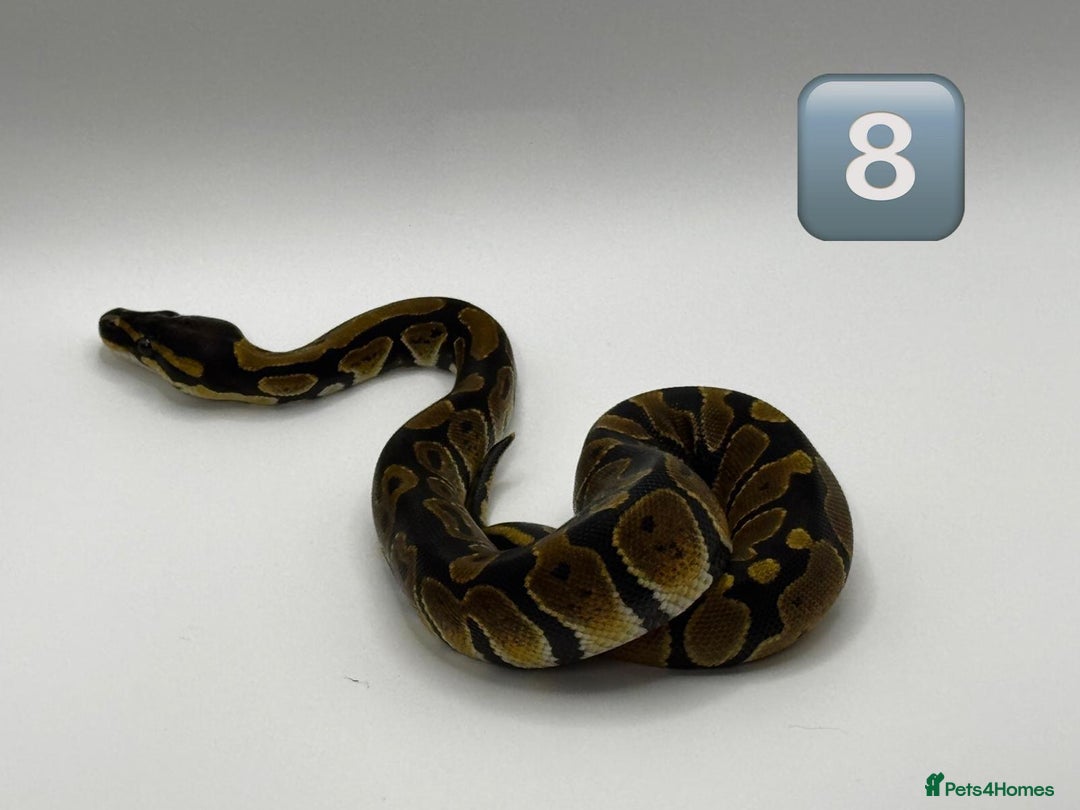 Python Snake reptiles for sale: Baby ball pythons for sale  - Image 6