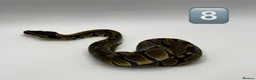 Python Snake reptiles for sale: Baby ball pythons for sale  - Advert 6