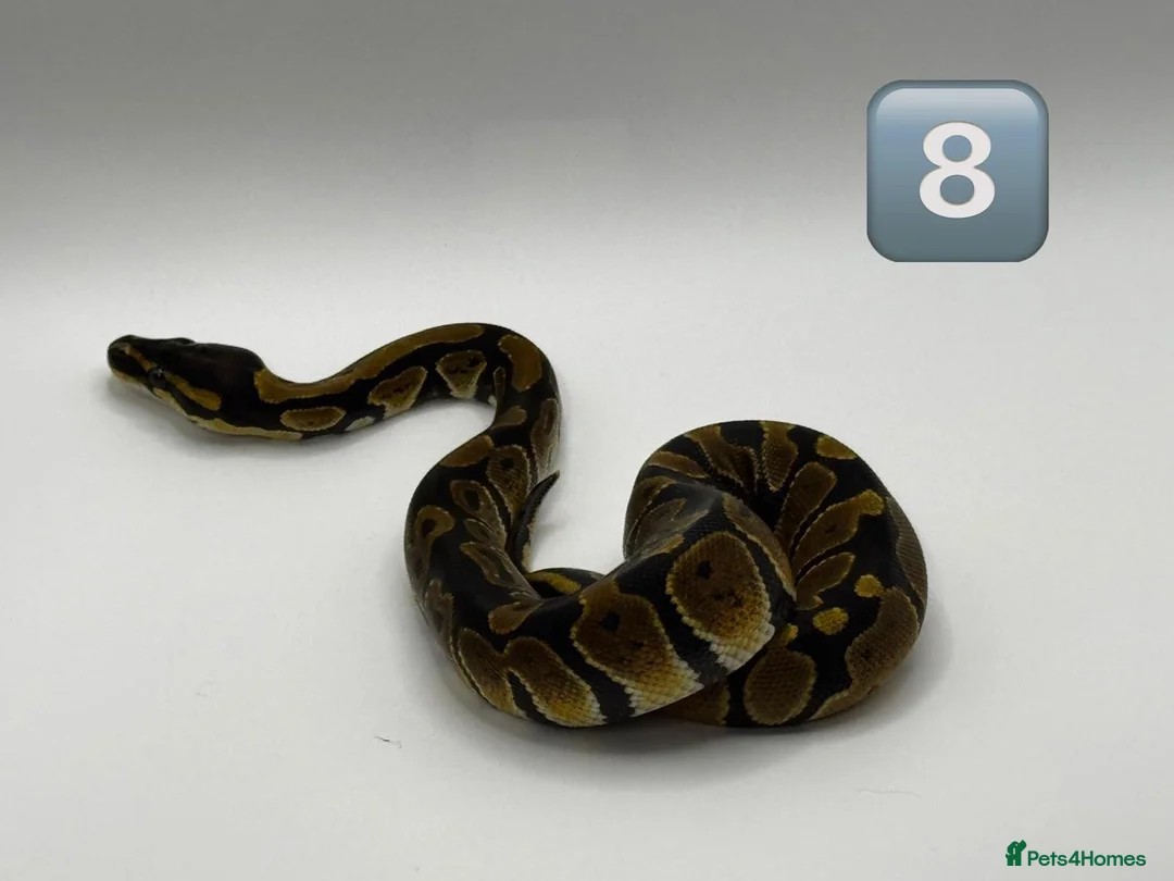 Python Snake reptiles for sale: Baby ball pythons for sale  - Advert 6