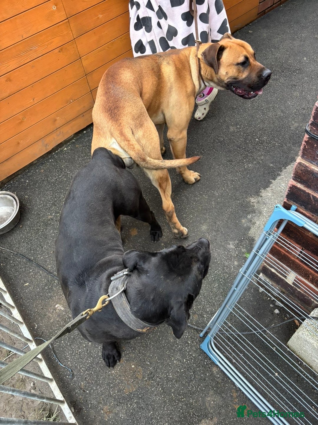 Presa Canario dogs for sale: Presa Canario puppies - Advert 8