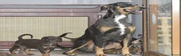 Mixed Breed dogs for sale: Unique hybrid dobermann puppies - Advert 6