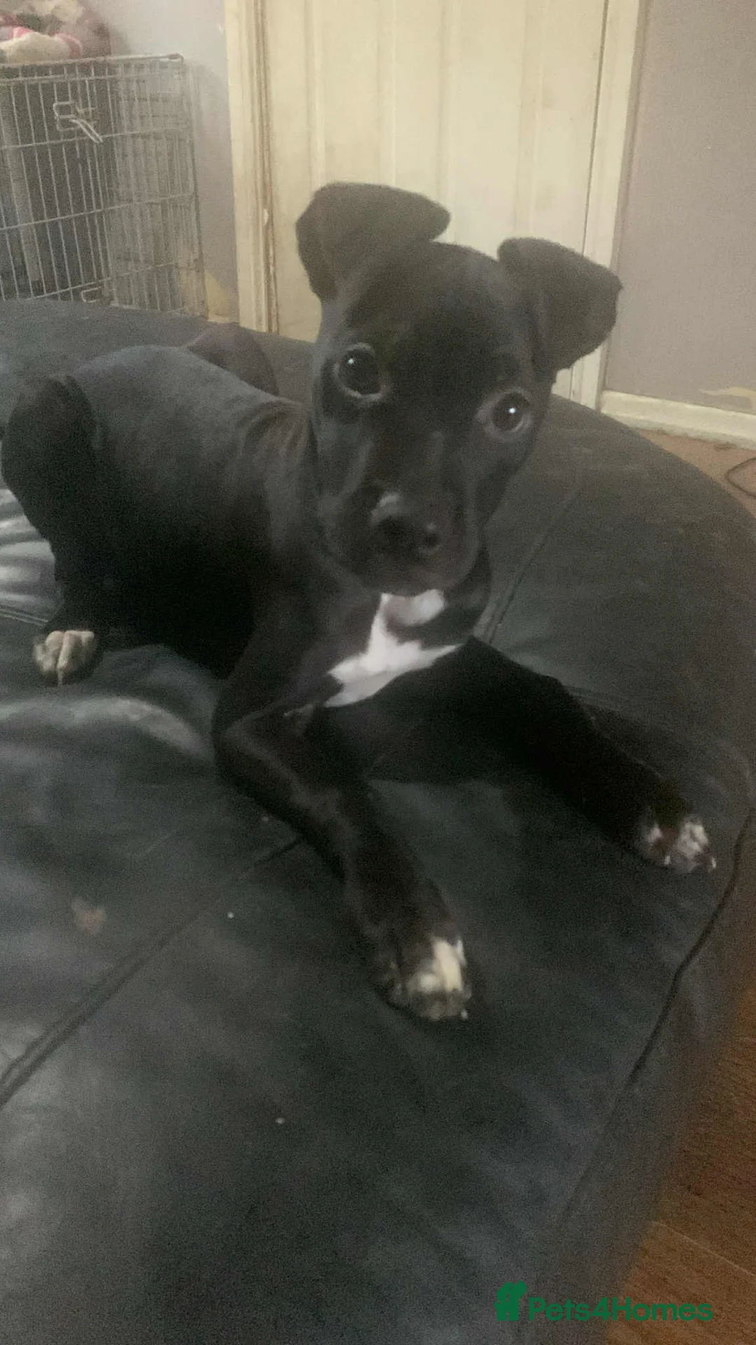 Mixed Breed dogs for sale:  good home  - Advert 1