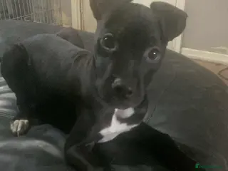 Mixed Breed dogs o good home - Advert 1