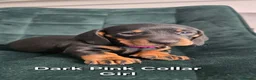 Dachshund dogs for sale: KC Standard Long Haired & Smooth Dachshund Puppies - Advert 24