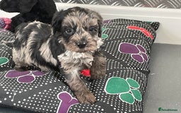 Cockapoo dogs for sale: F1 Cockapoos for sale  - Image 34