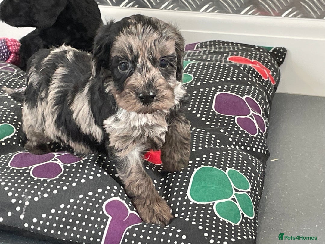 Cockapoo dogs for sale: F1 Cockapoos for sale  - Image 34