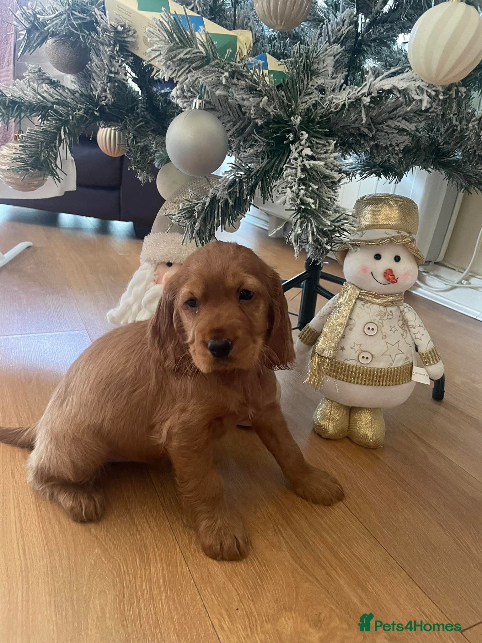 Cocker Spaniel dogs Cocker spaniel puppy - Advert 8