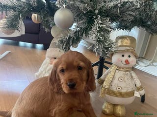 Cocker Spaniel dogs Cocker spaniel puppy - Advert 8