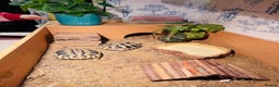 Hermann Tortoise reptiles for sale: 2 Herman Tortoises for sale  - Advert 13
