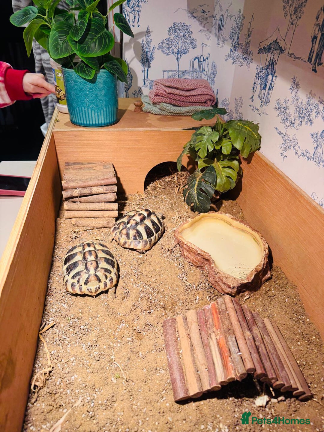 Hermann Tortoise reptiles for sale: 2 Herman Tortoises for sale  - Advert 13