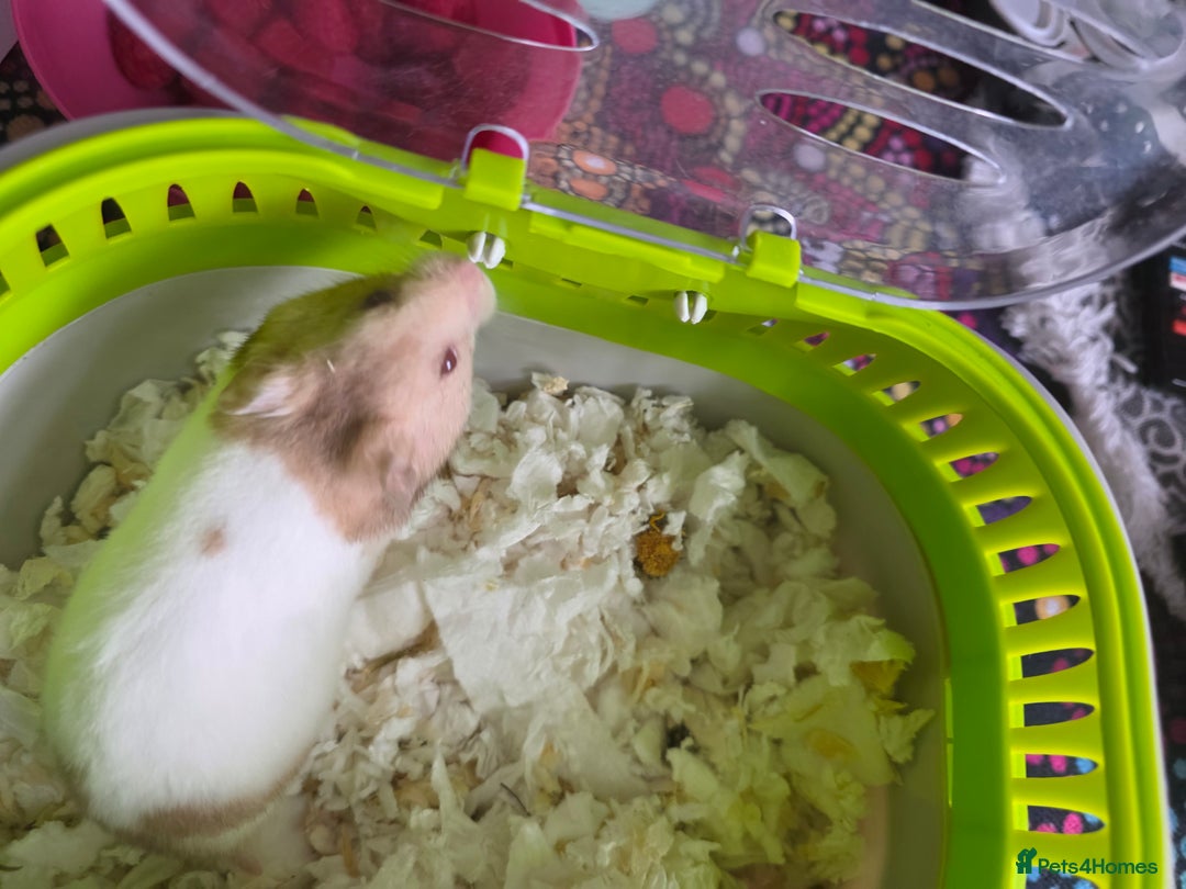Hamster rodents for sale: Mixes Hamster Syrian in Thornton Heath - Image 13