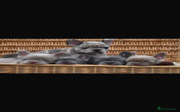 French Bulldog dogs for sale: Beautiful litter of 8 French bulldog puppies - Image 31