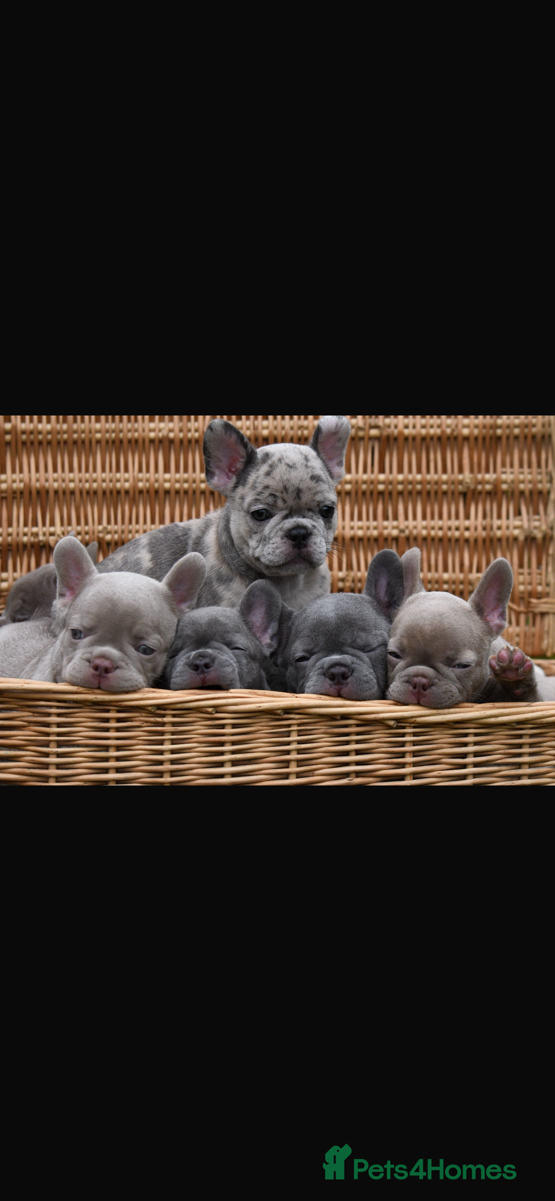 French Bulldog dogs for sale: Beautiful litter of 8 French bulldog puppies - Image 31