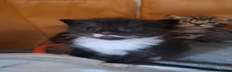 Mixed Breed cats for sale: Mixed breeds kittens - Advert 2