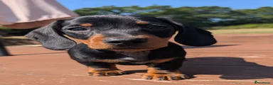 Miniature Dachshund 2