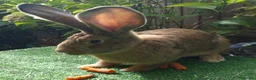 Continental Giant rabbits for sale: Super Stud Bunnies Health checked and Vaccinated  - Advert 3