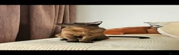 Burmese cats for sale: Stunning Pedigree Brown Burmese kittens  - Advert 7