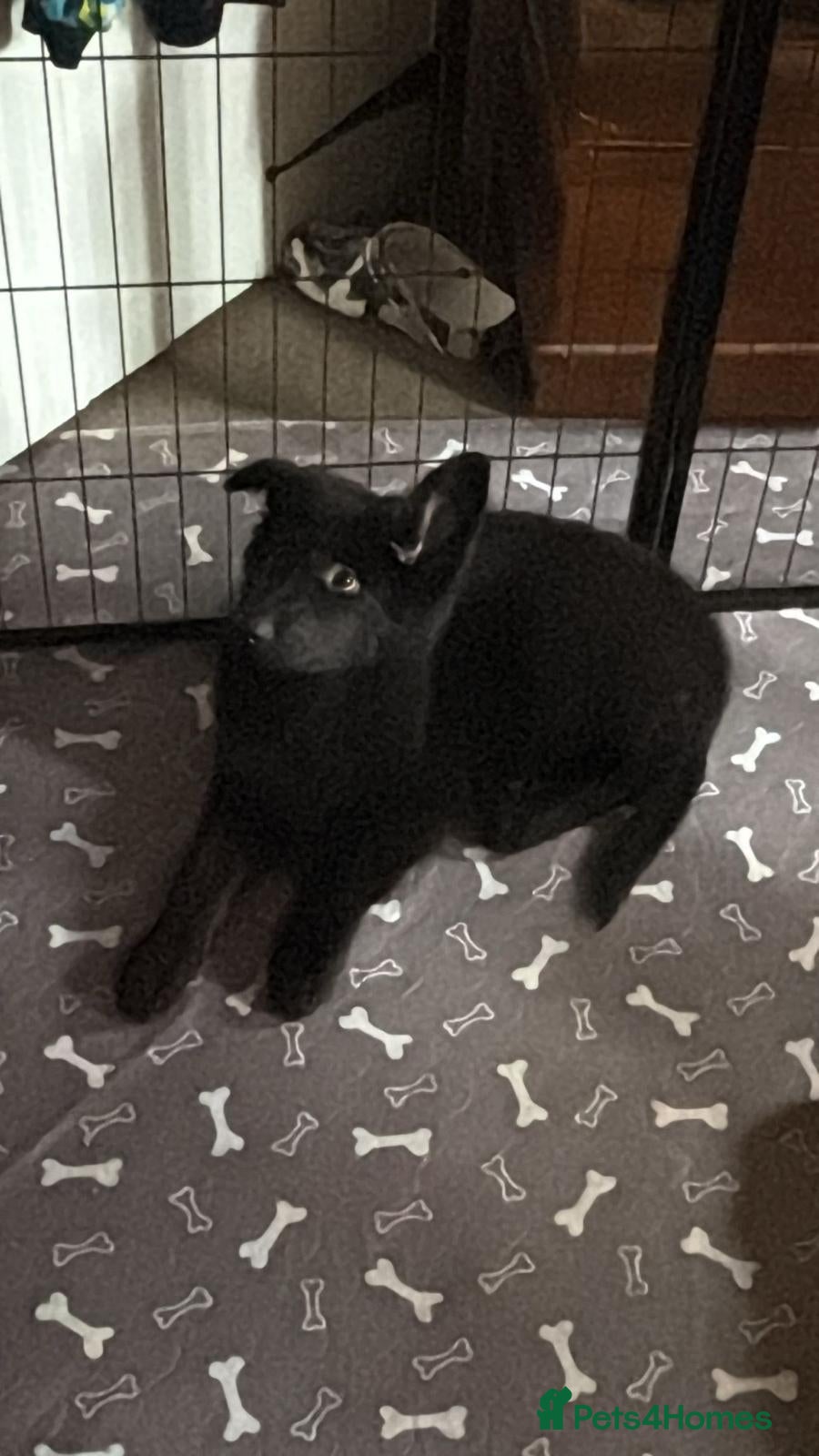 German Shepherd dogs Straight back GIRL german shepherd puppies - Advert 1