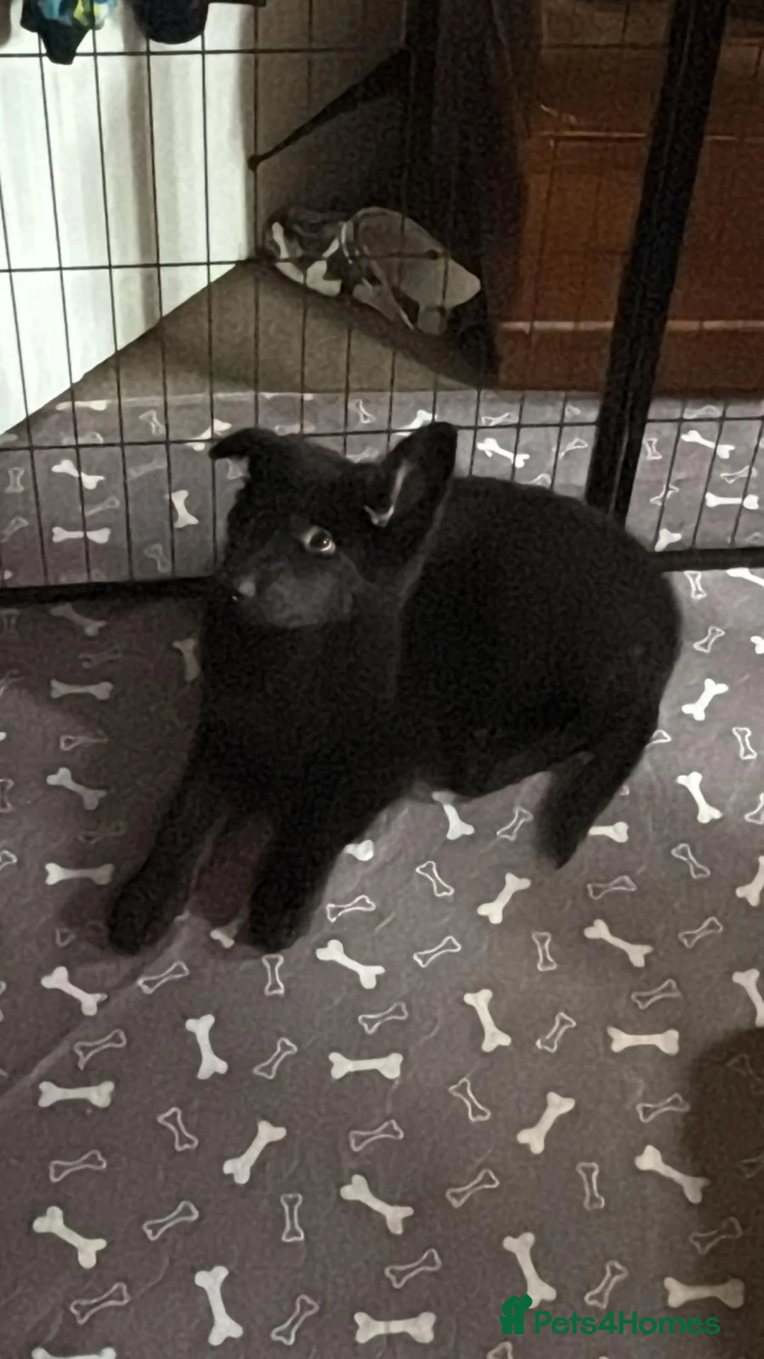 German Shepherd dogs for sale: Straight back GIRL german shepherd puppies - Advert 1