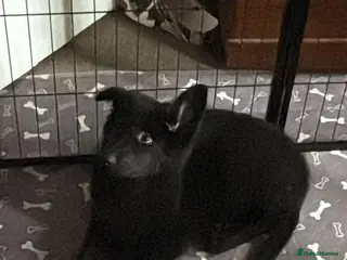 German Shepherd dogs Straight back GIRL german shepherd puppies - Advert 4